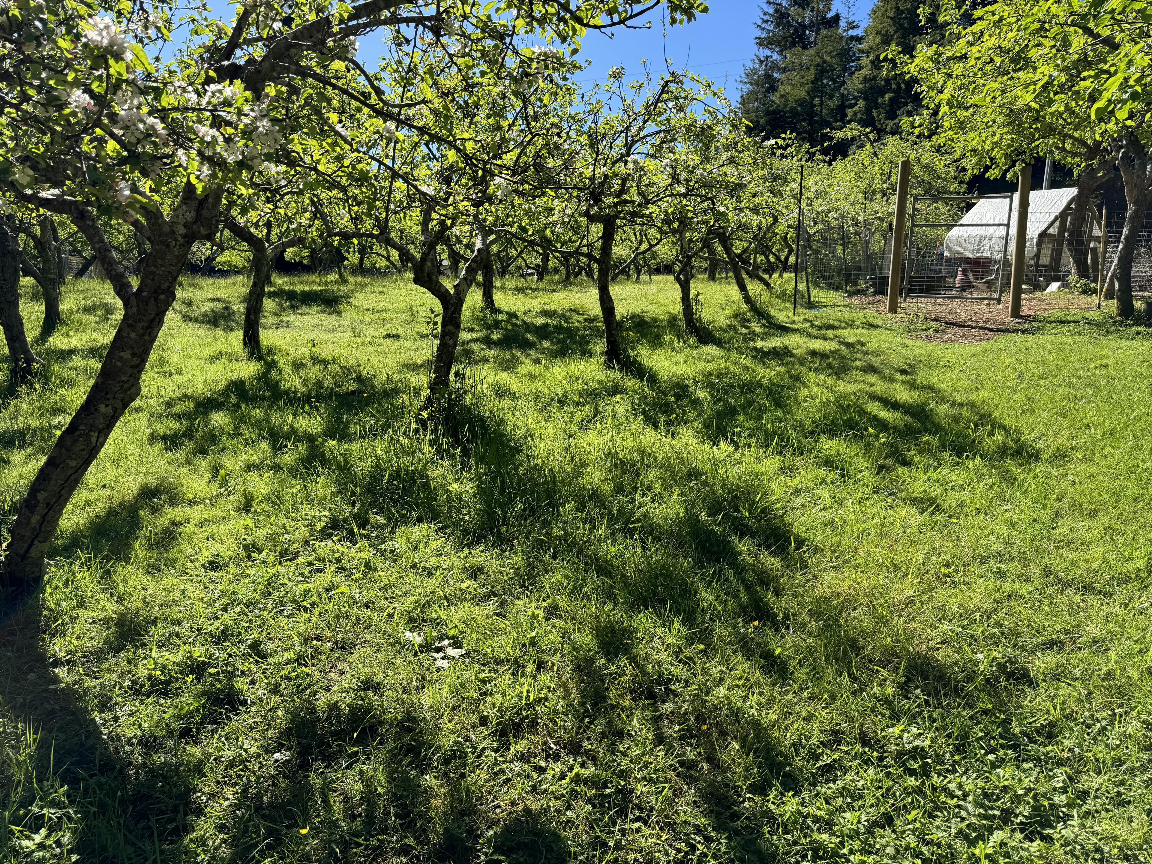 Hedge trimming and pruning